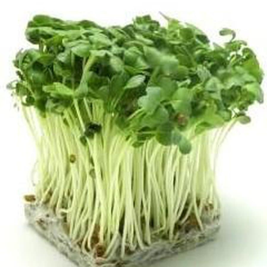 Cải mầm củ cải trắng