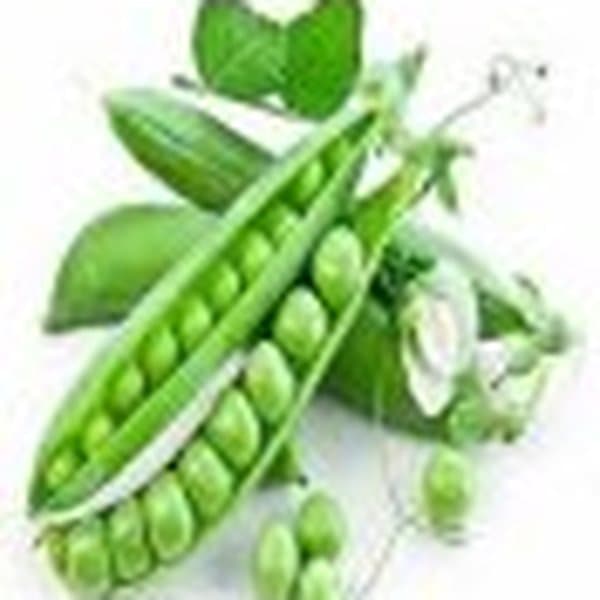 Đậu Hà Lan (trái)