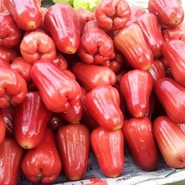 Mận đỏ