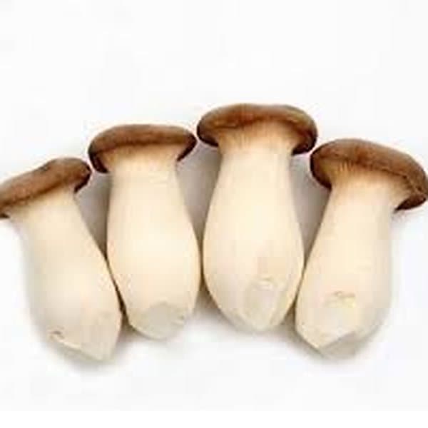 Nấm đùi gà