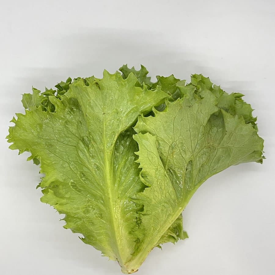 Xà lách giòn Pháp