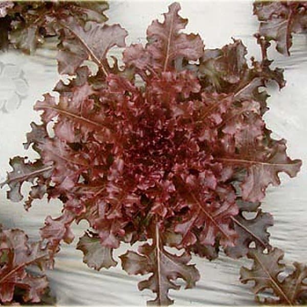 Xà lách oakleaf đỏ