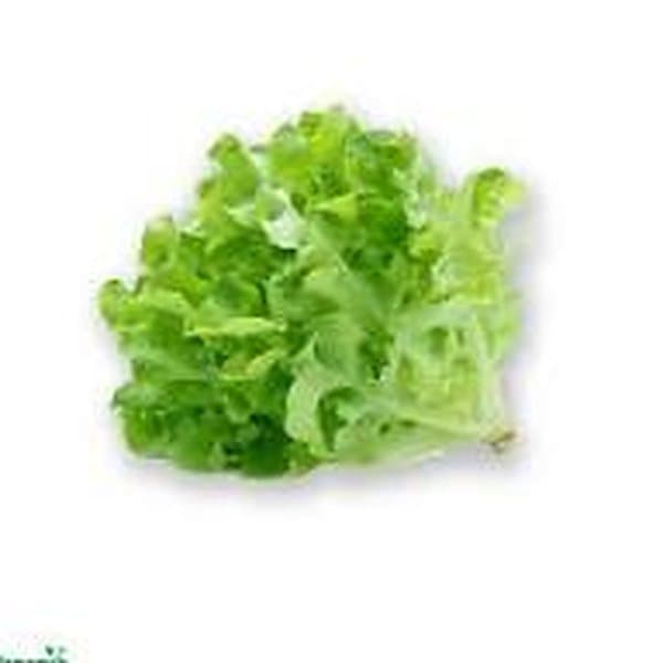 Xà lách oakleaf xanh