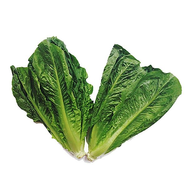 Xà lách romaine